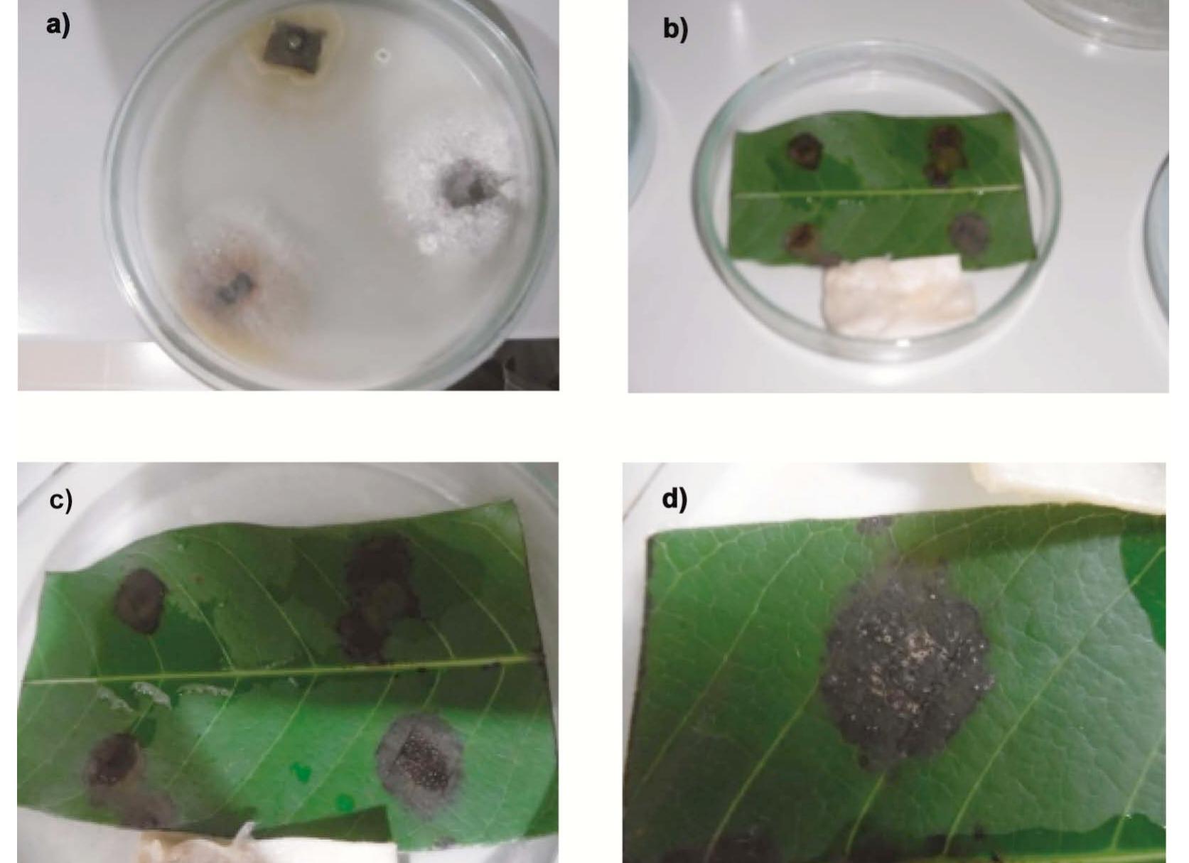 (PDF) Modification of Sporulation Medium for Isolation and ...