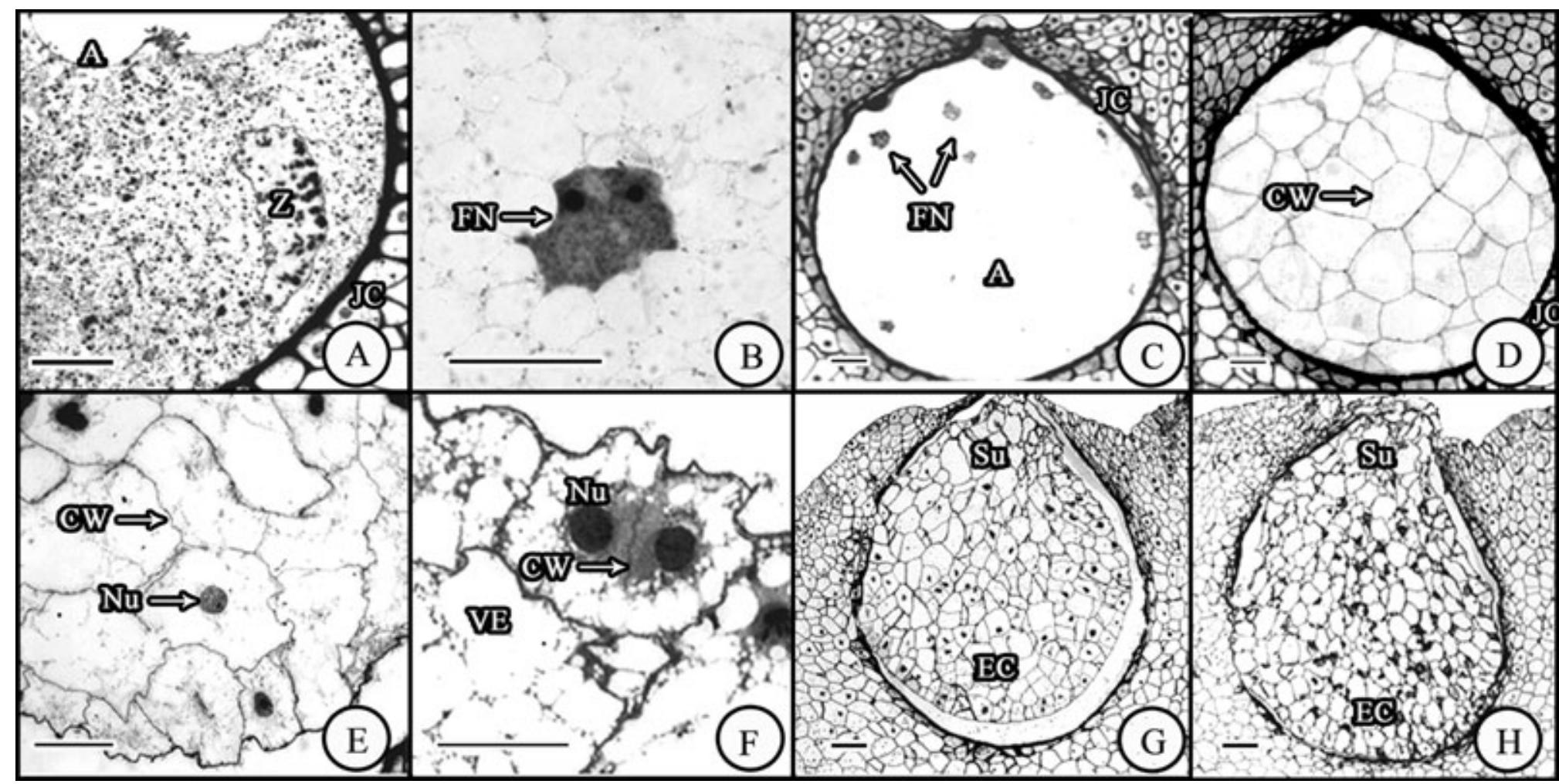 (PDF) An embryological study and systematic significance of the ...