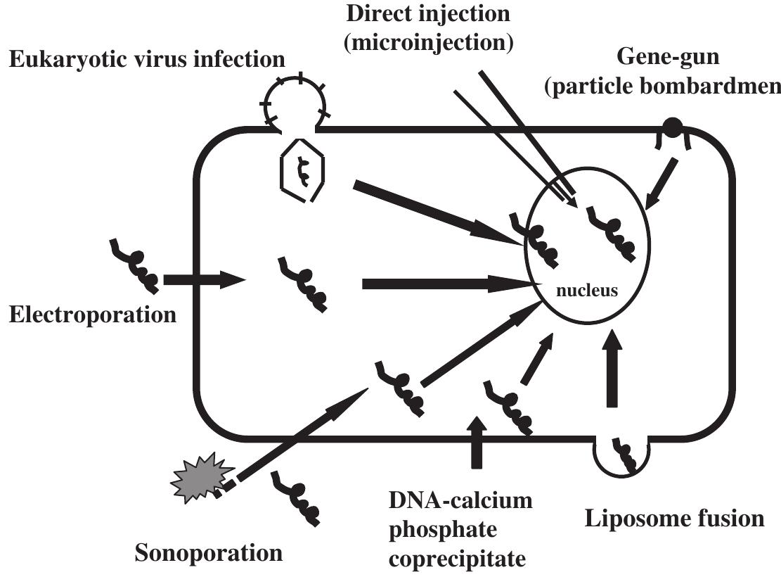 (PDF) Ultrasound: Mechanical gene transfer into plant cells by sonoporation