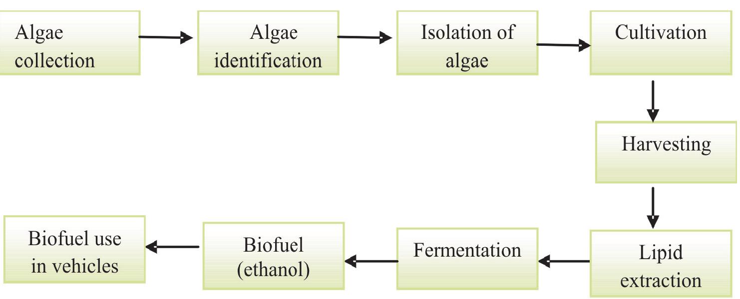 (PDF) Biofuel Generation by Macro and Micro Algae as a Renewable Energy ...