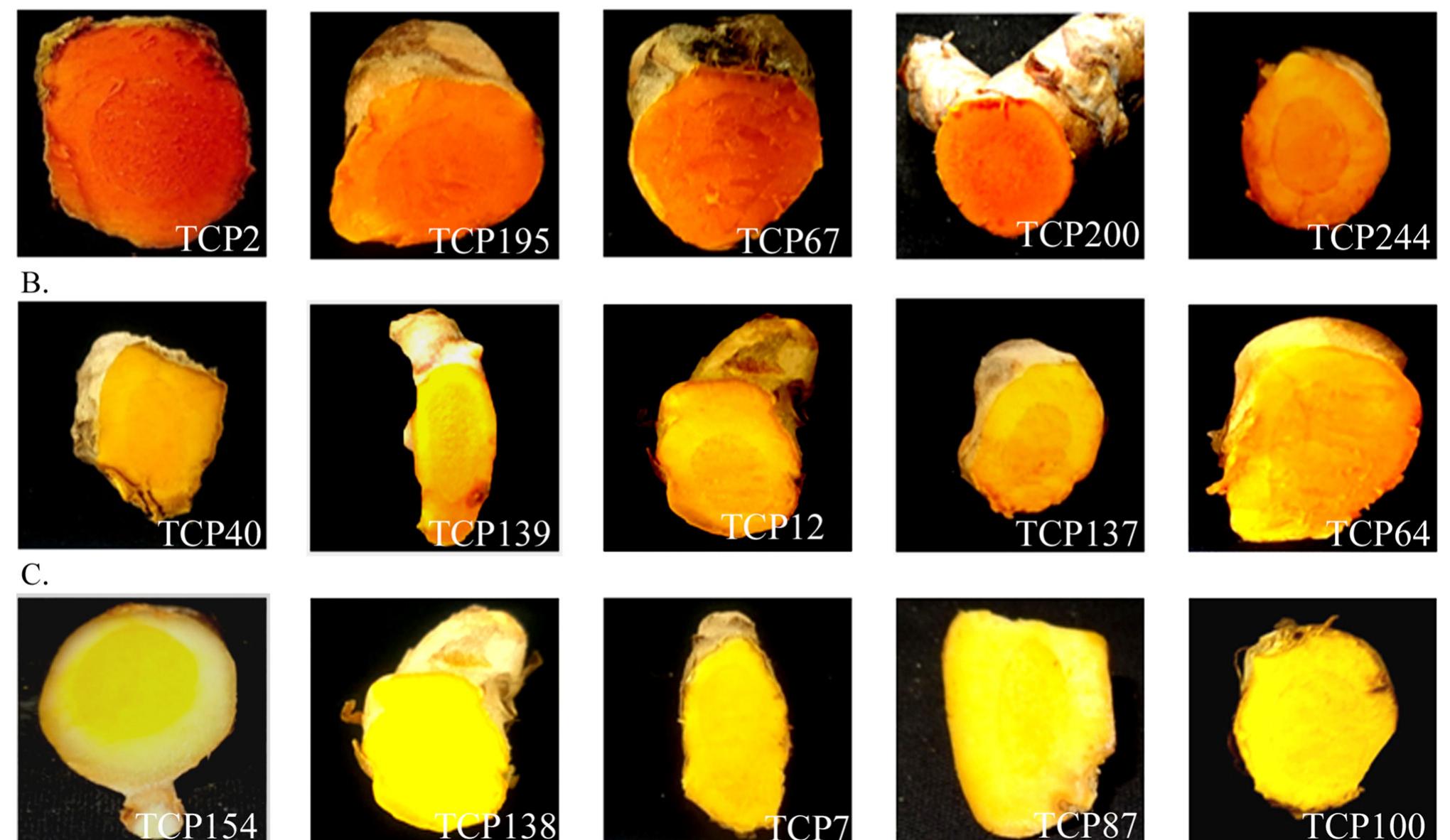 Turmeric Activity Pictorial representation of colour variation present in