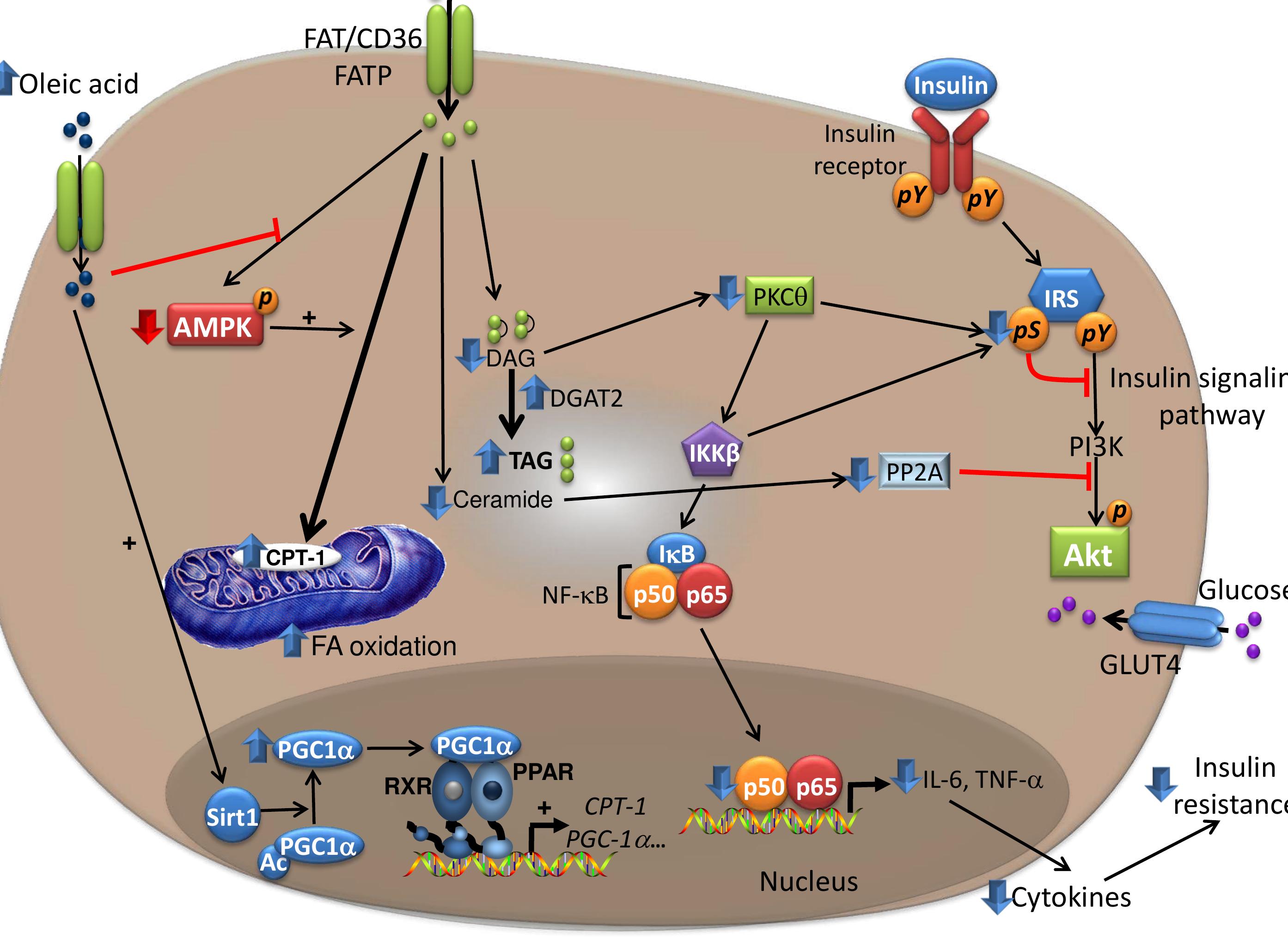 (PDF) Palmitic and Oleic Acid: The Yin and Yang of Fatty Acids in Type ...