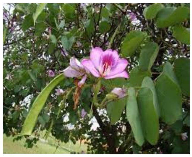 Mandarai Figure 11 - from Medicinal plants for treatment of ulcer: A