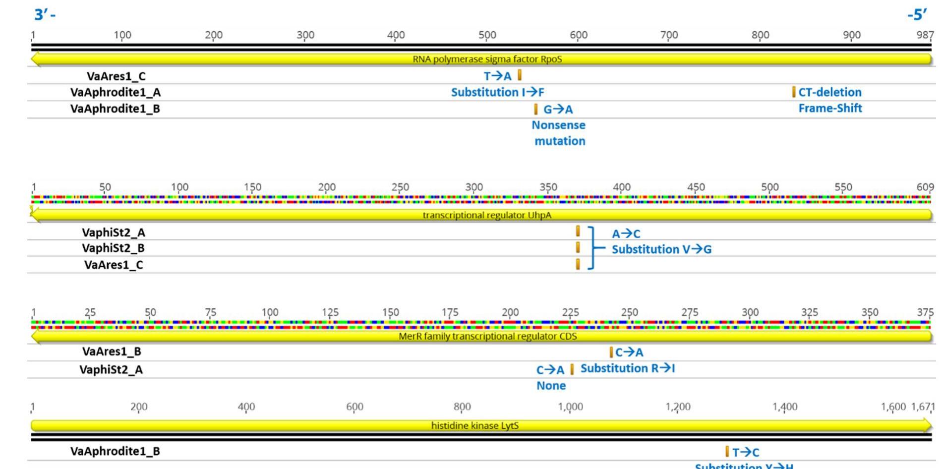 Schematic representation of nucleotide sequences of four