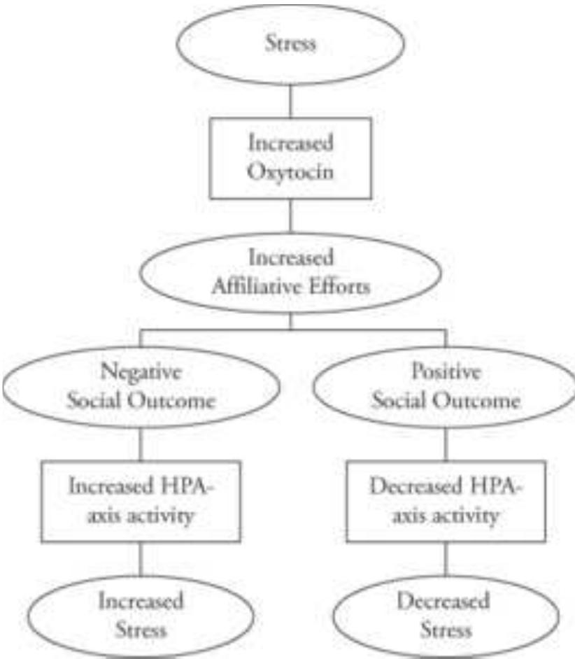Although, as noted, OT is associated with seeking social support in response to stress, which can in turn alleviate stress, it is important to emphasize that the social environment itself can also be the source of stress. For example, cortisol has been shown to increase after social rejection in both men and women (Blackhart, Eckel, & Tice, 2007). although women show elevated cortisol responses to social rejection versus achievement failure manipulations compared to men (Stroud, Salovey, & Epel, 2002), suggesting they may be more physiologically reactive to social rejection than men. The relationship between OT and cortisol led Taylor (2006) to propose a potential model for a stress affiliation, which is dependent on the success or failure of gaining social support via the tend-and-befriend stress response (see Figure 20.1 for a simplified iteration of Taylor’s [2006] conceptual model). Although the buffering influence of OT on stress is discussed ir more detail later (see Social Buffering), the model .354) proposes that stress triggers increased affiliative efforts via increased OT in line with the tend-and-befriend stress response system. The subsequent effect on stress is then dependent on the outcome of this effort; negative outcomes (e.g., failure to gain social support) will increase stress, whereas positive outcomes (e.g., success at gaining social support) will decrease stress. Taylor provides a selection of available evidence for each component of the model in support, although much of this evidence is derived from animal studies. However, recently a body of evidence in humans has begun to emerge, further supporting the theory (e.g., Cardoso, Ellenbogen, Serravalle, & Linnen, 2013; von Dawans, Fischbacher, Kirschbaum, Fehr, & Heinrichs, 2012).   Figure 20.1 A theoretical cascade model of an affiliative responses to stress, extrapolated from Taylor (2006). In this model, stress increases xytocin (OT), which leads to increased affiliative fforts. When these efforts yield negative social utcomes, increased hypothalamic-pituitary-adrenal (HPA) axis activity leads to increased stress. When  affiliative efforts yield positive social outcomes, HPA activity and, by extension, stress decrease.  