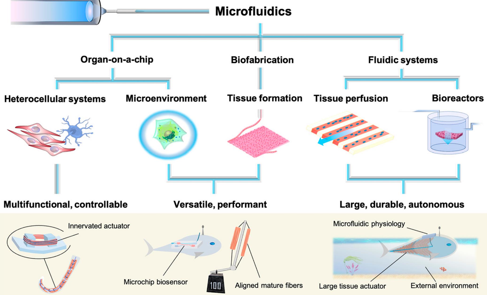 (PDF) Will microfluidics enable functionally integrated biohybrid robots?