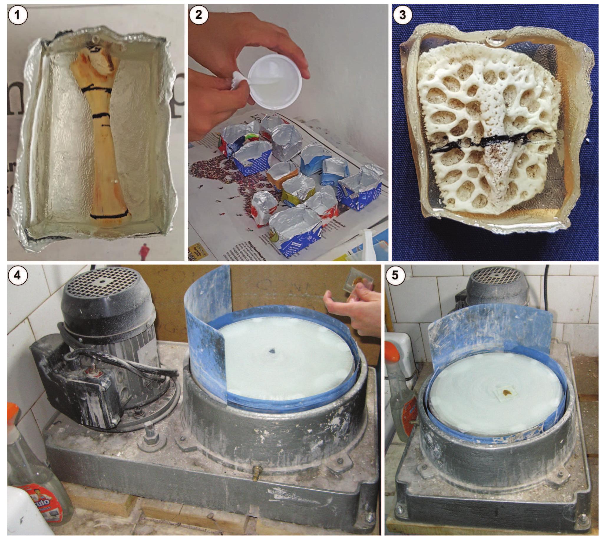 (PDF) A Basic Guide for Sampling and Preparation of Extant and Fossil ...