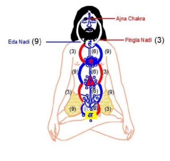 Plexus Intrinseque Plexus system in human body. i. plexus system in human body