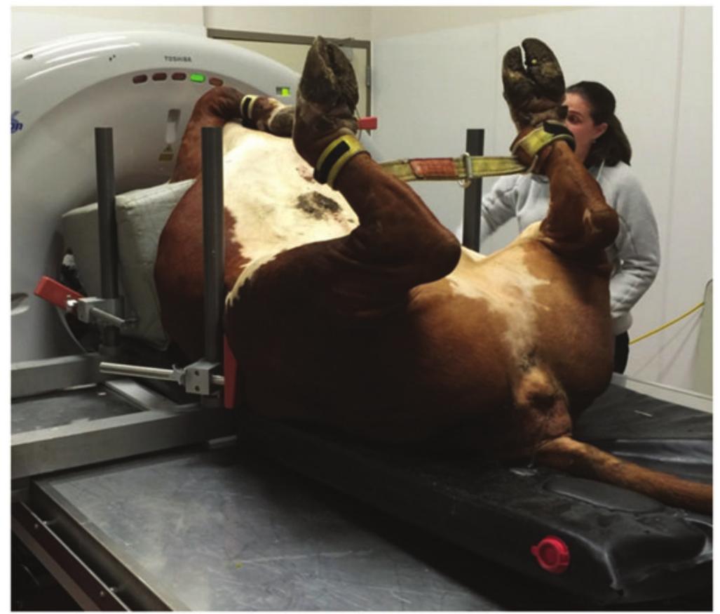 Cow Radiographs (PDF) Radiological protection of the patient in veterinary medicine and ...