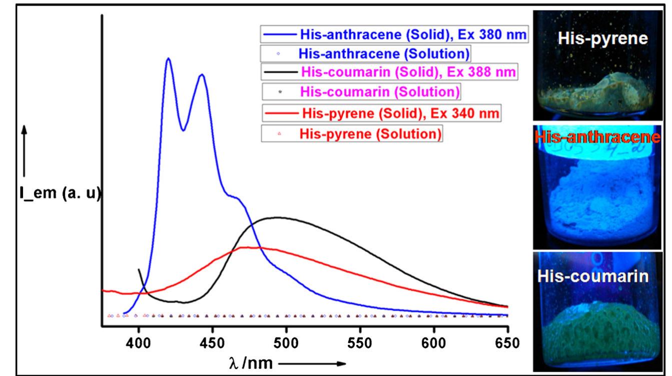 Figure 3. PL spectra of bulk solid of His-anthracene (blue), His-coumarin  (magenta) and His-pyrene (red) in comparison with that of the corresponding solutions (10~* M in MeOH) (Flat spectra). 