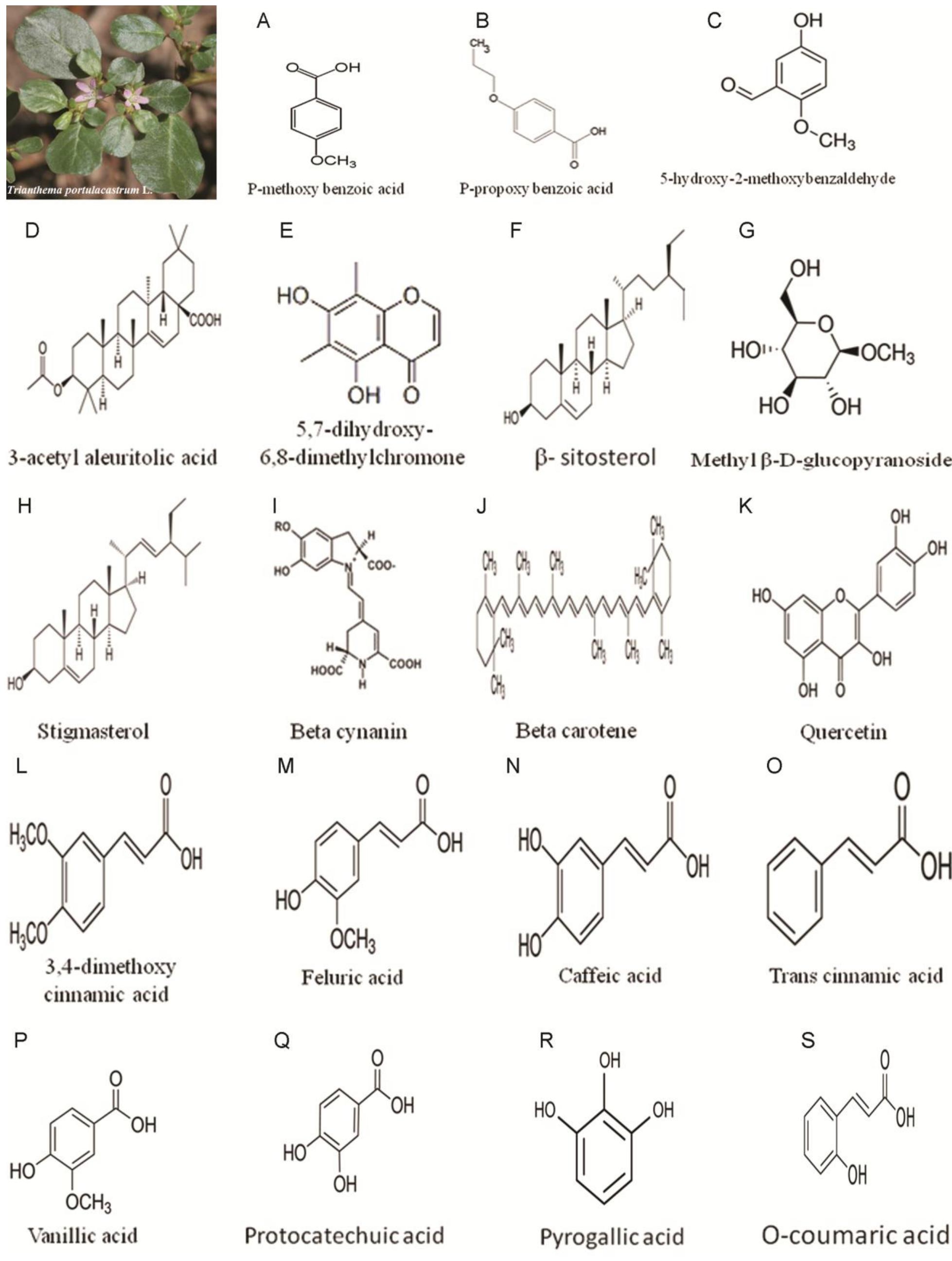 Fig. 1 — Phytochemicals available from Trianthema portulacastrum L. 