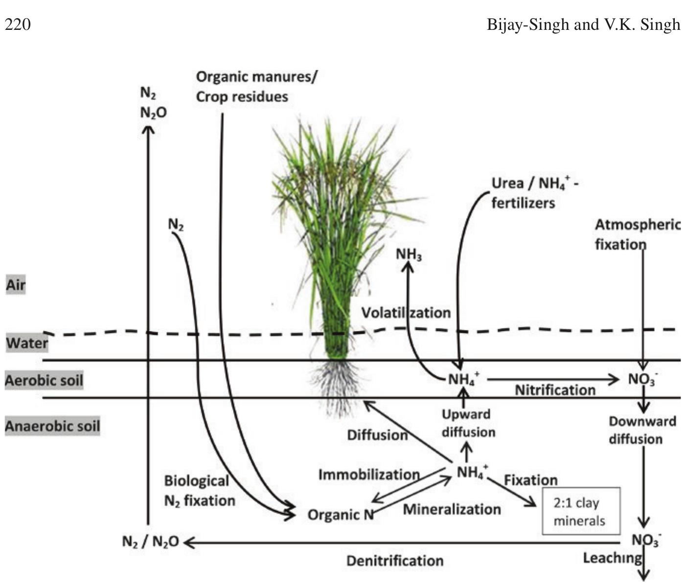 1 nitrogen transformations in a submerged soil under lowland
