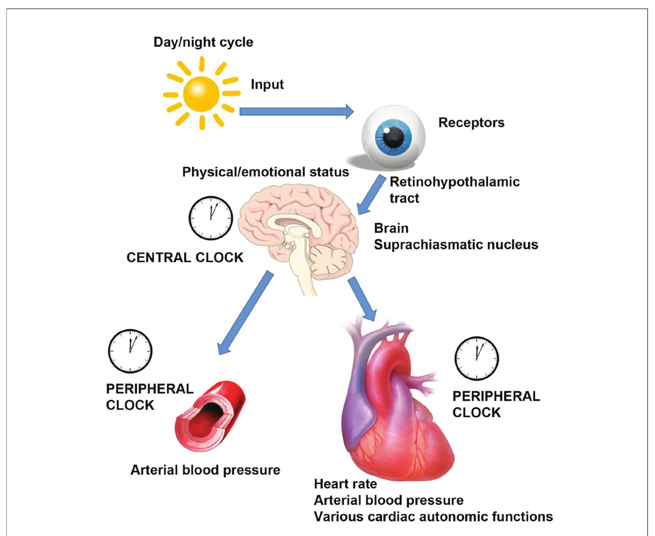 (PDF) Circadian blood pressure pattern and cardiac autonomic functions ...