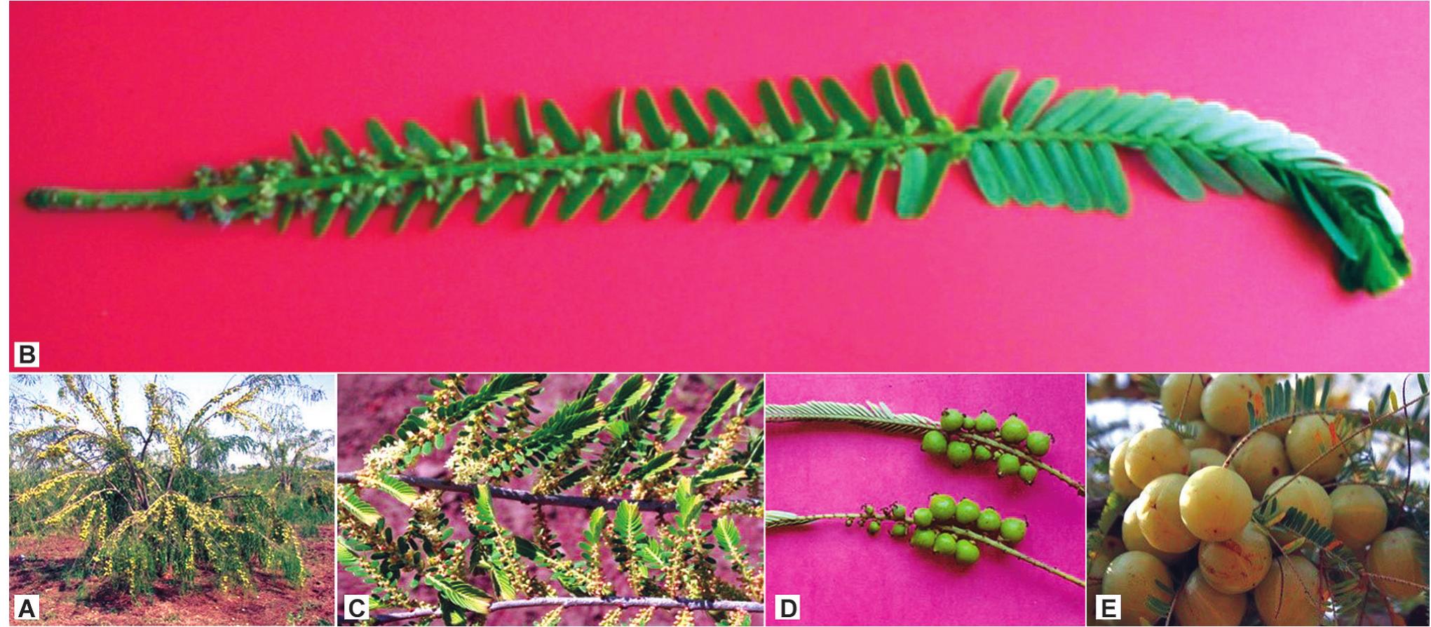 Emblica Types (PDF) Aonla (Emblica officinalis) in India: A review of its improvement ...