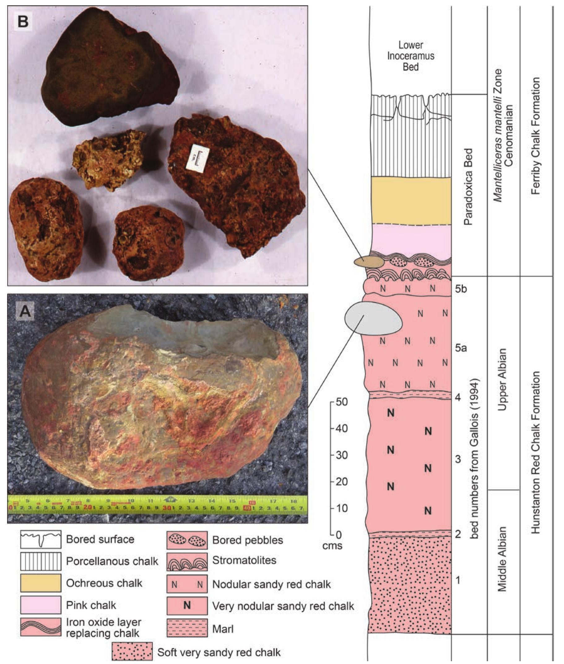 Clastic Chalk Rocks (PDF) The erratic rocks of the Upper Cretaceous Chalk of England: how ...