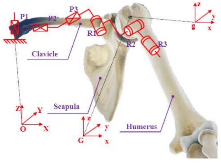 7.4: 6-dof kinematic model of the shoulder [52] the shoulder
