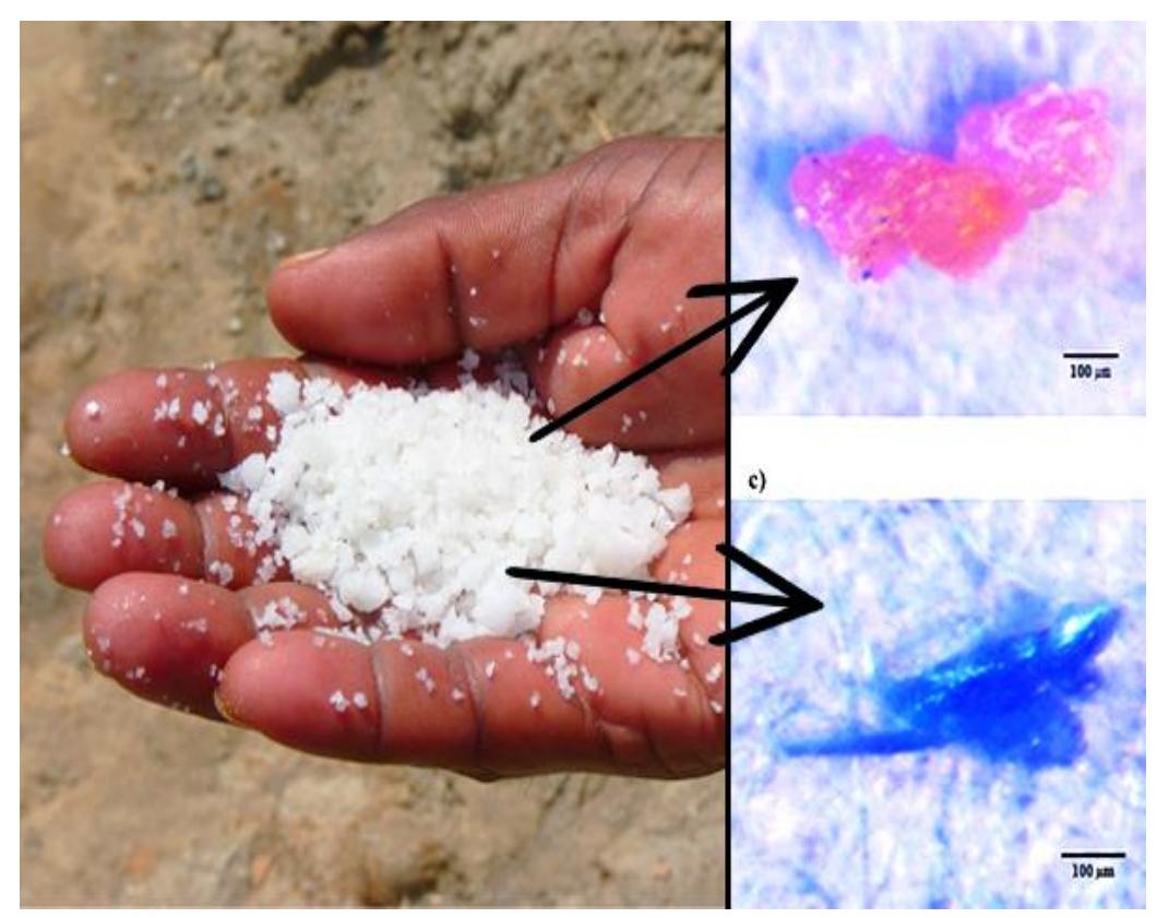 Microplastic Salt (PDF) The Sea of Plastics: A Review on Microplastic Pollution in Marine ...