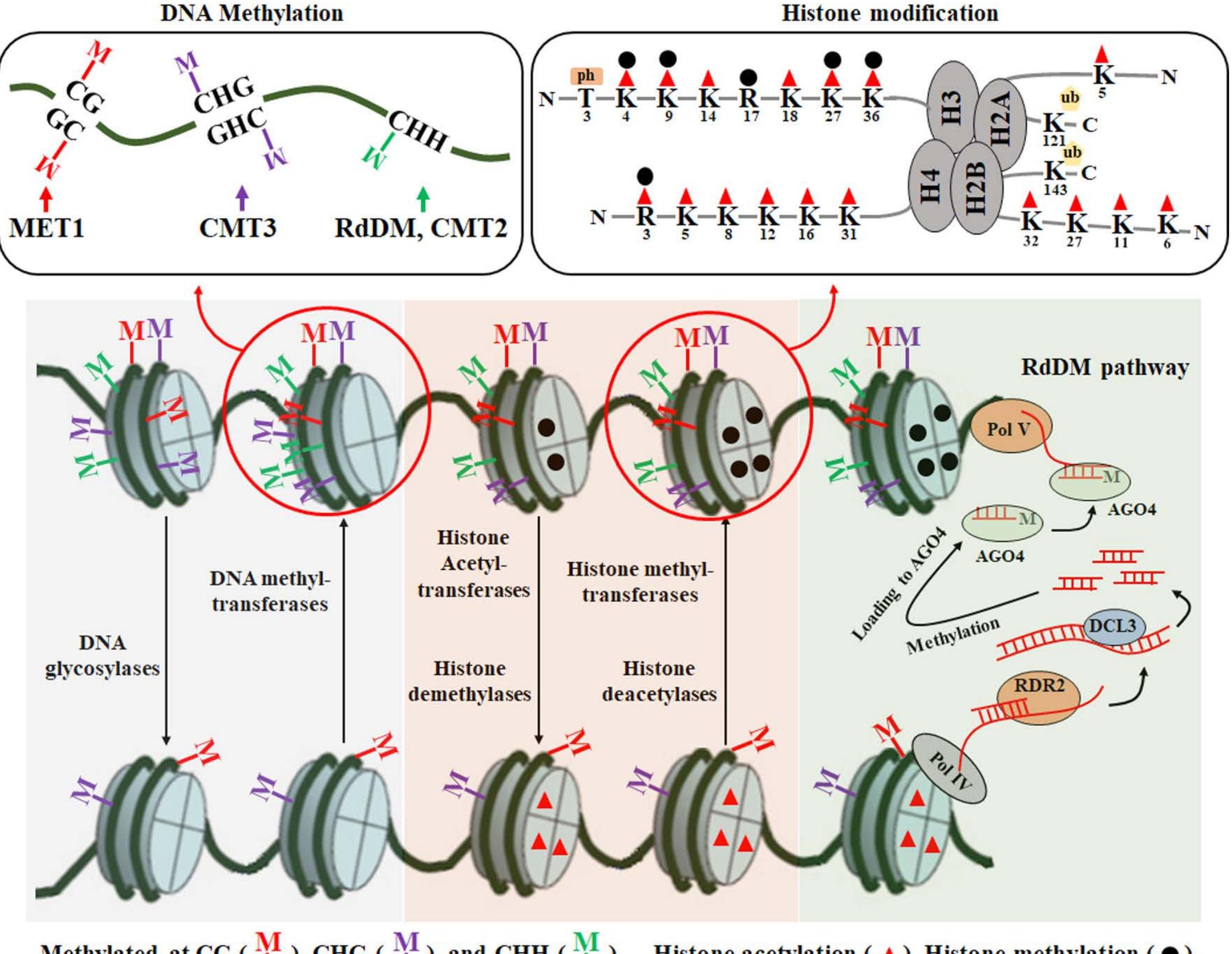 (PDF) The role of epigenetic modifications in plant responses to stress