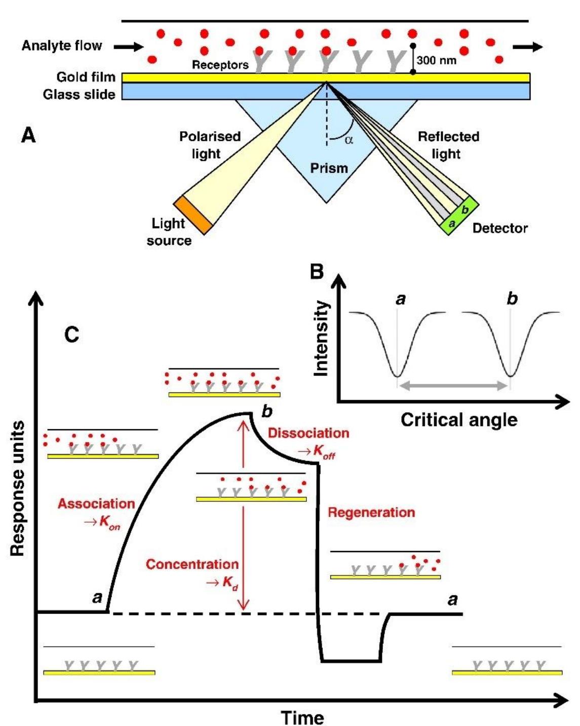 (PDF) Surface Plasmon Resonance Biosensors Based on Kretschmann ...