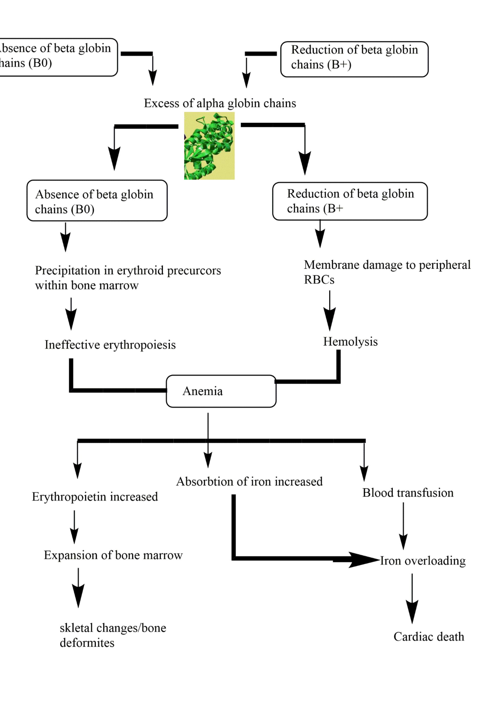 (PDF) Current Perspective of Beta Thalassemia and Its Treatment Strategies