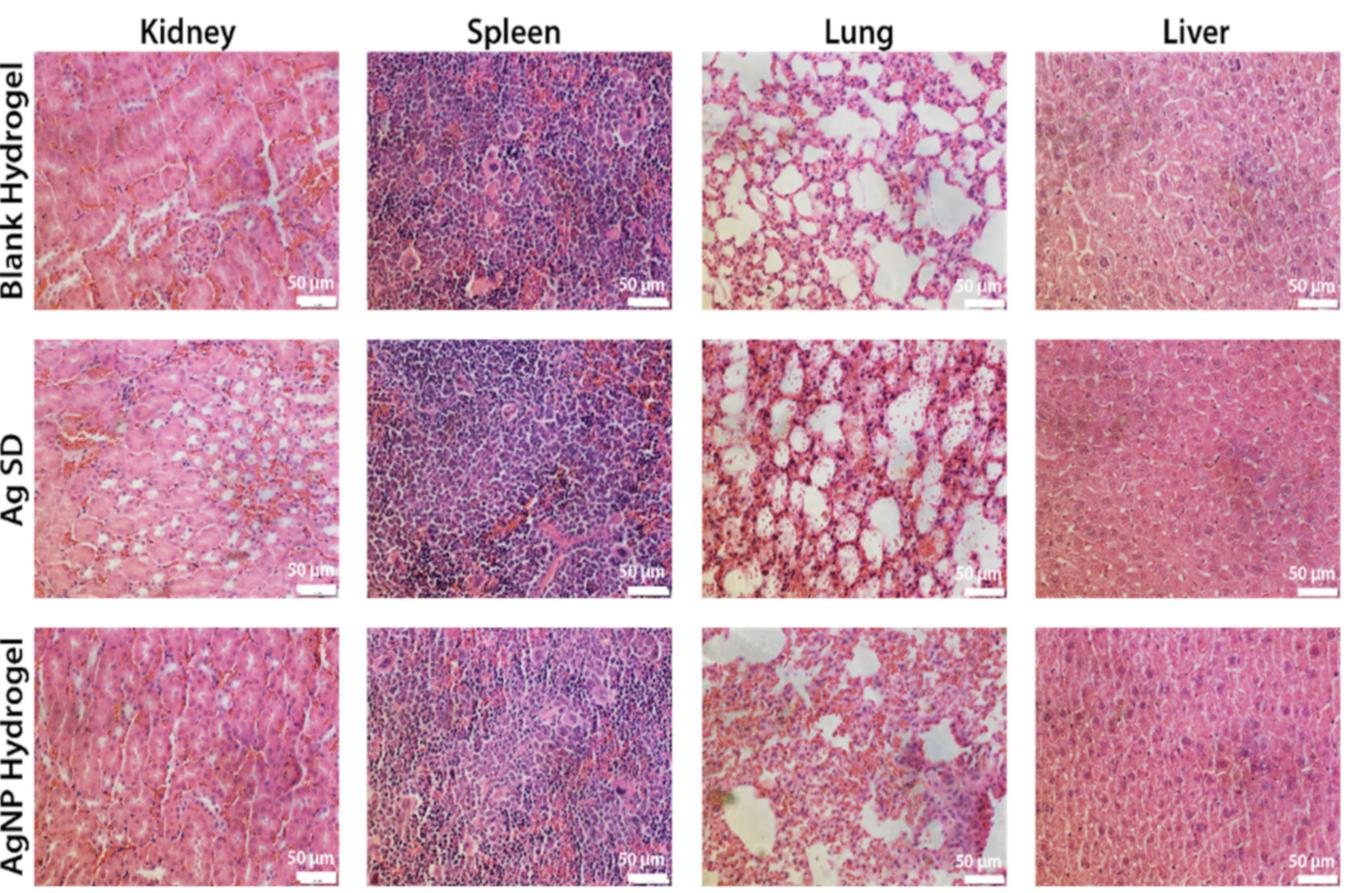 Hematoxylin-eosin (h&e) staining of the major organs after