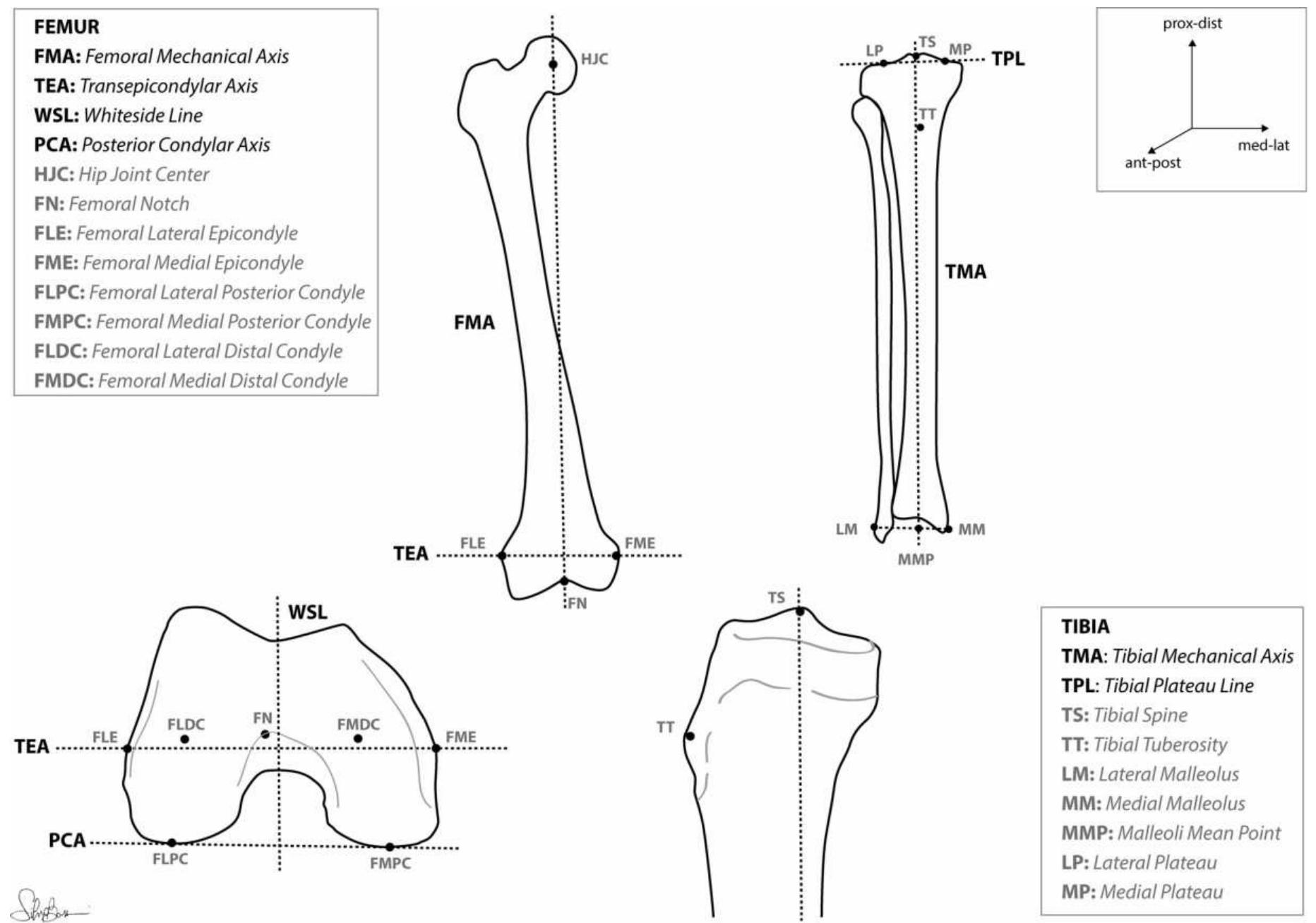 Anatomical landmarks and axes acquired on femur and tibia