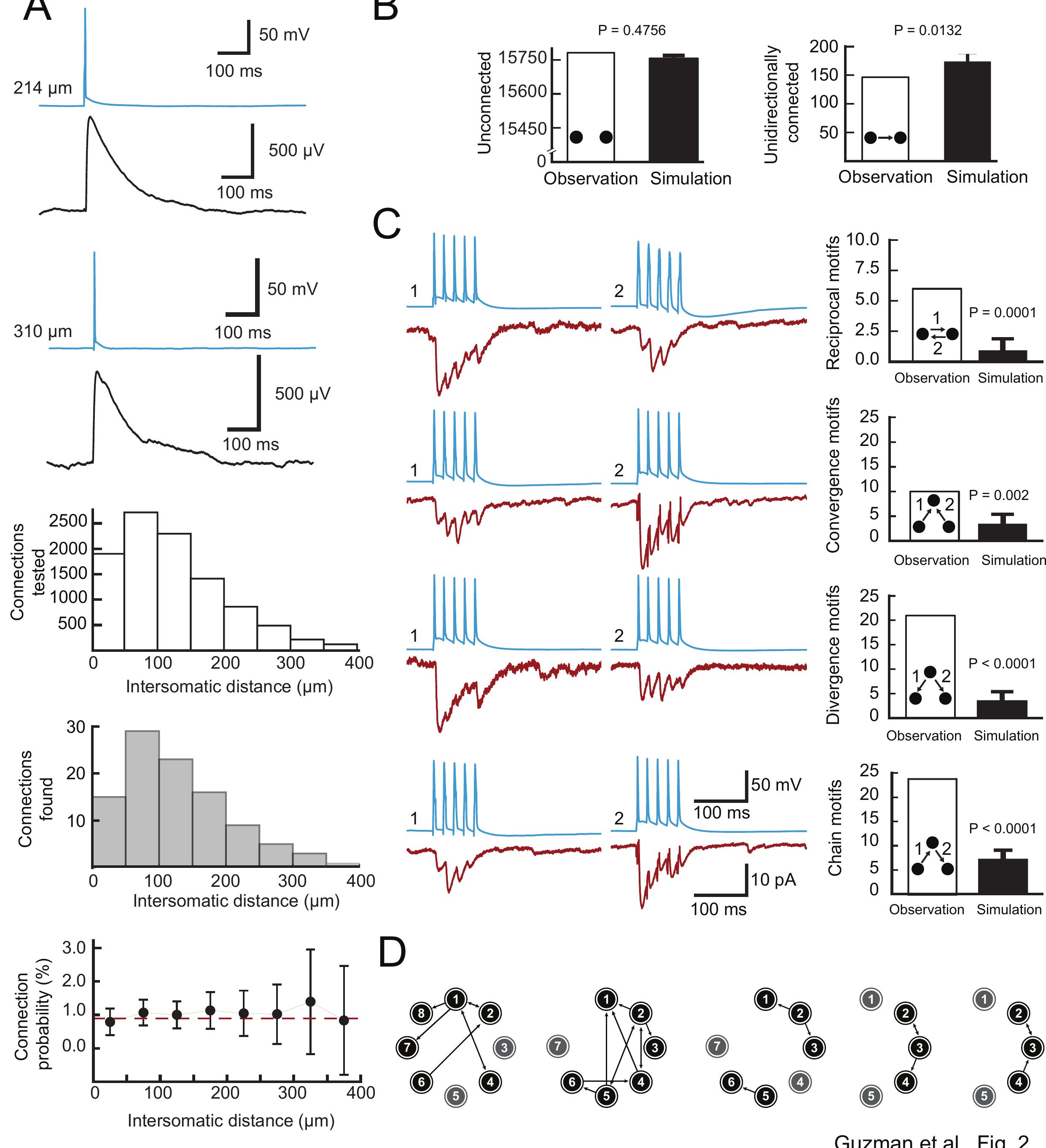 Figure 2 - Synaptic mechanisms of pattern completion in the