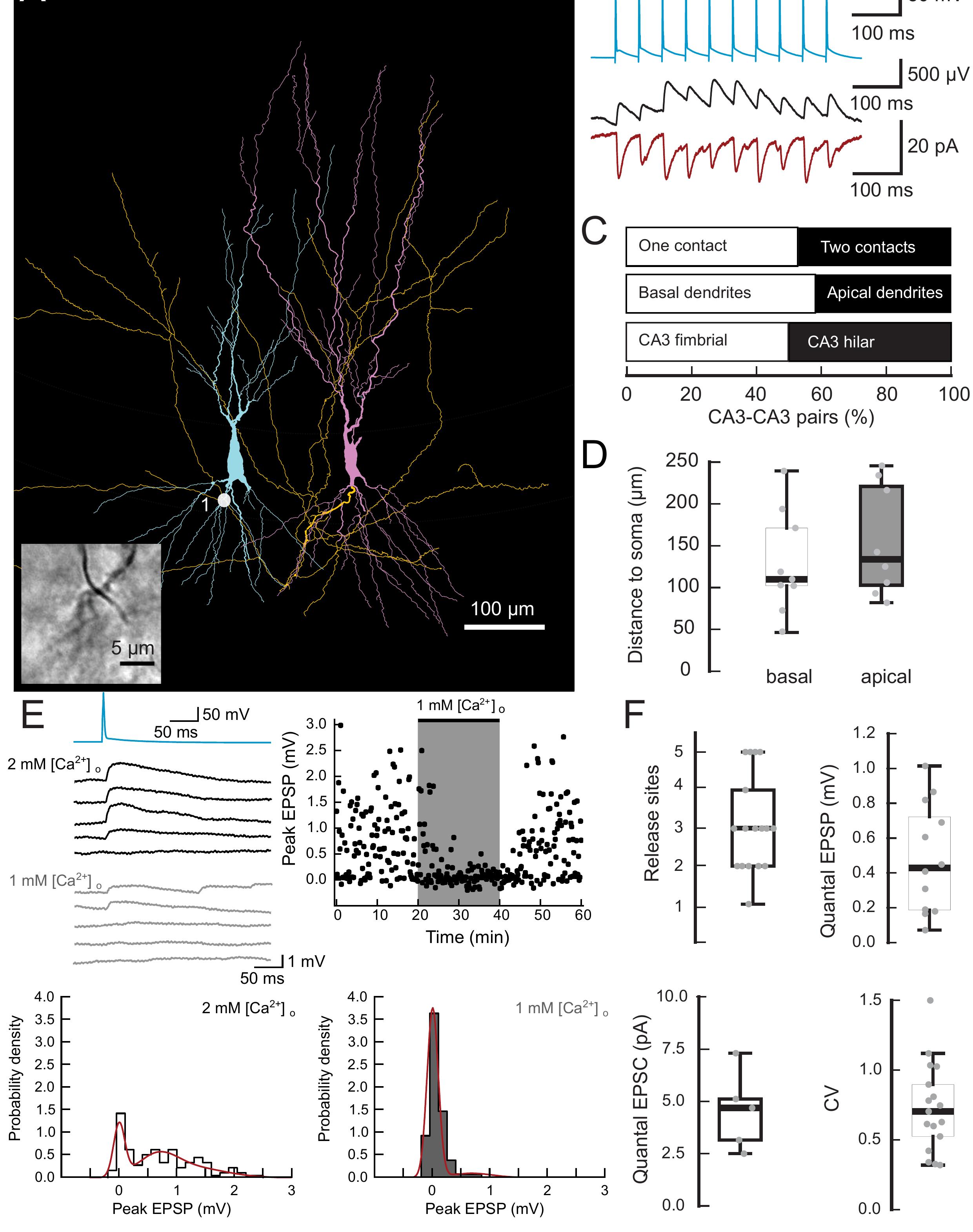 Figure 3 - Synaptic mechanisms of pattern completion in the