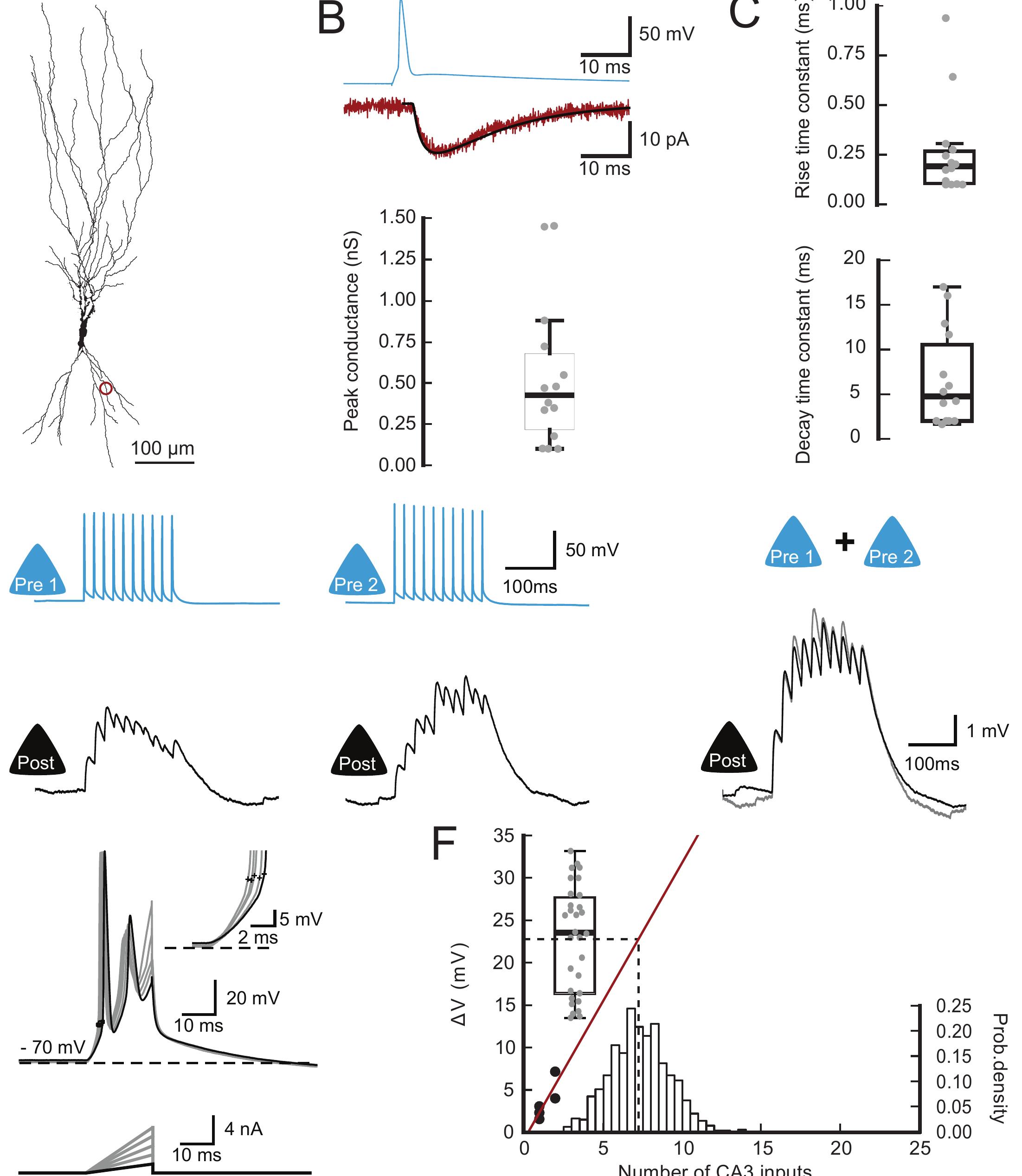 Figure 4 - from Synaptic mechanisms of pattern completion in