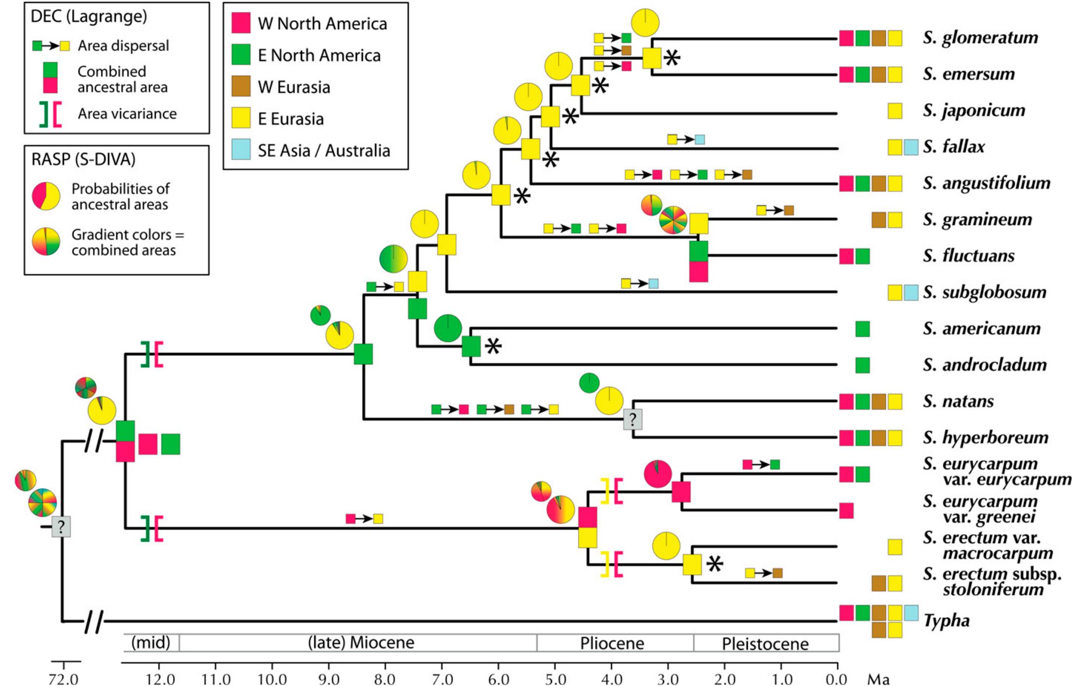 (PDF) Systematics, biogeography, and character evolution ofSparganium ...