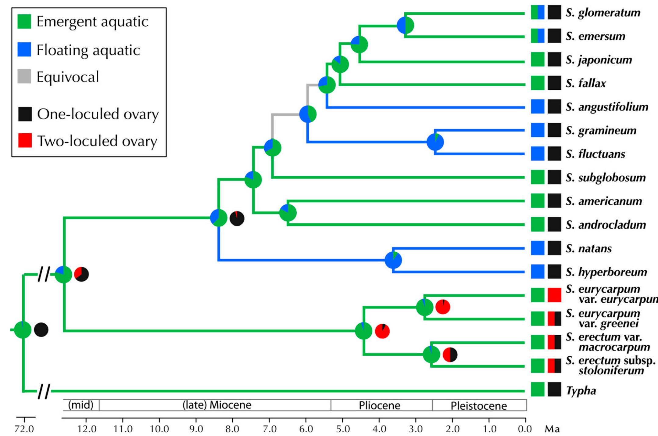 (PDF) Systematics, biogeography, and character evolution ofSparganium ...