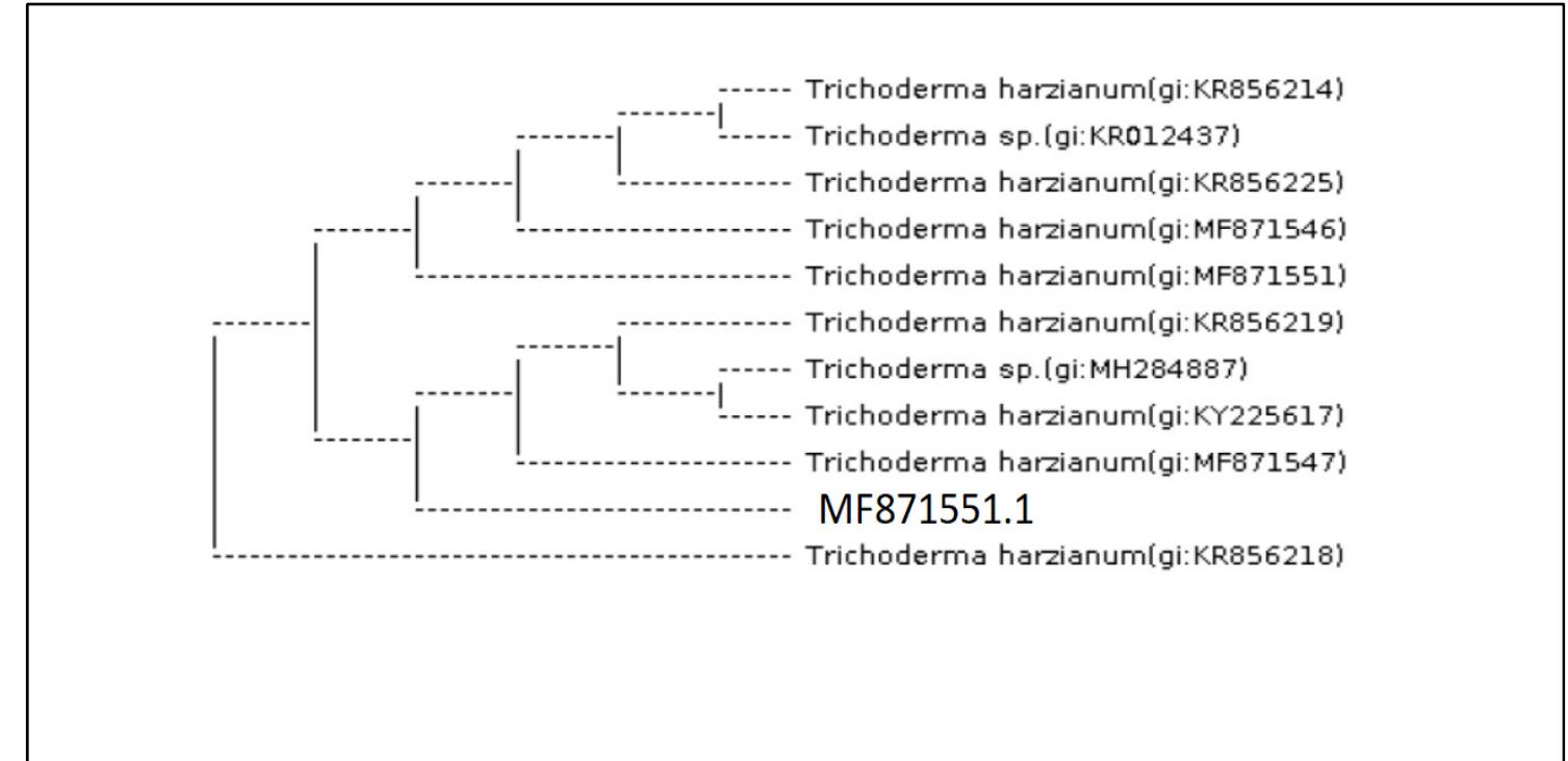 (PDF) The Isolation and Characterization of Antagonist Trichoderma spp ...