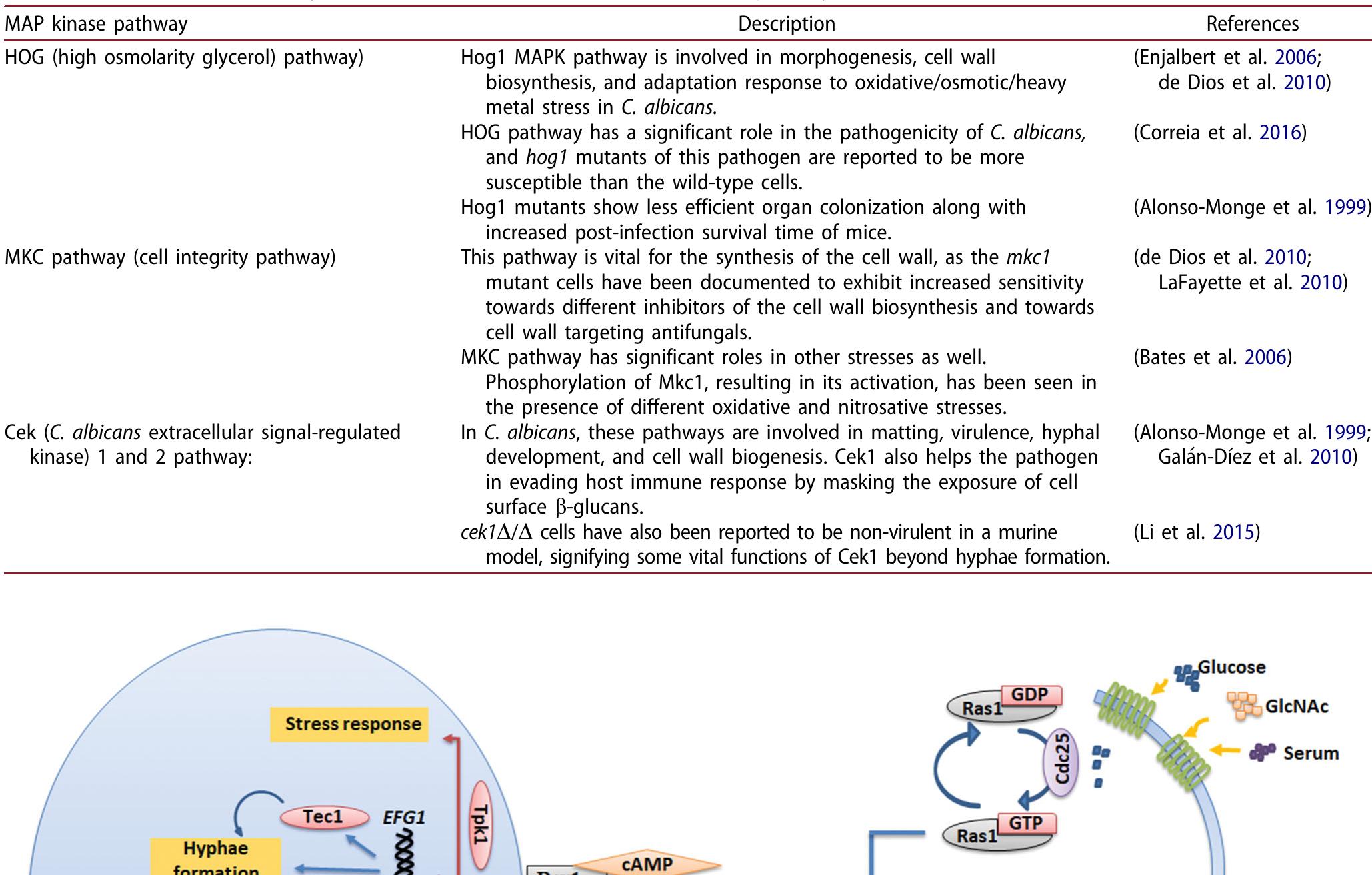Map kinase pathways and their important role/s in the