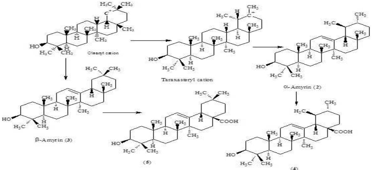 (PDF) A Review on Ursolic Acid: A Naturally Obtained Pentacyclic Triterpene