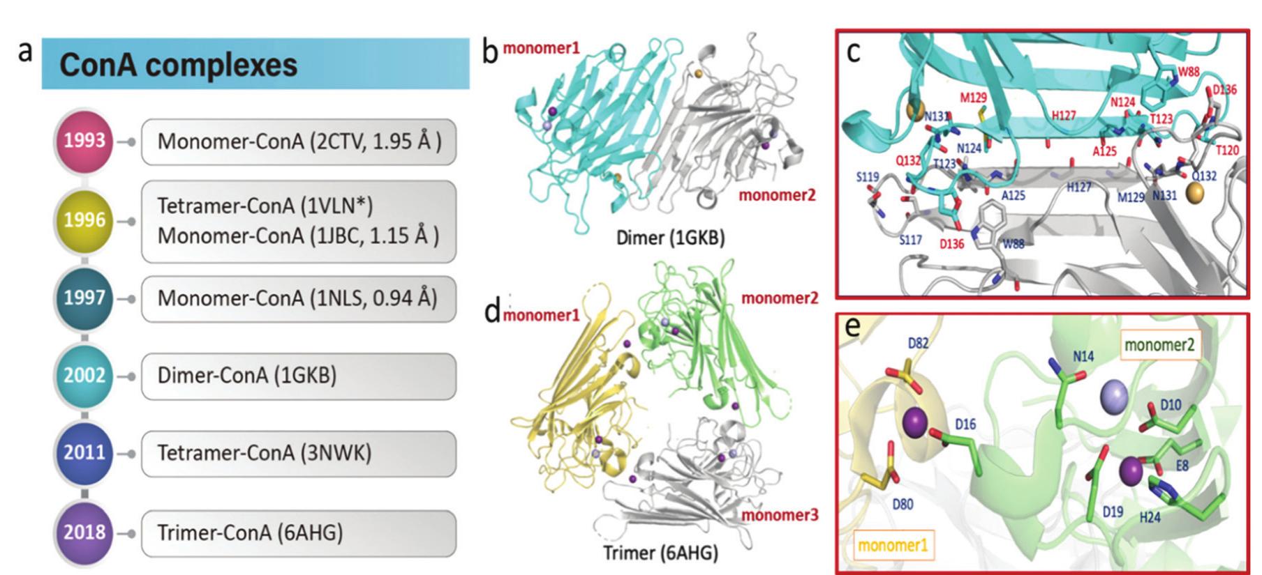 Reported structures of concanavalin a (cona) complexes. (a)