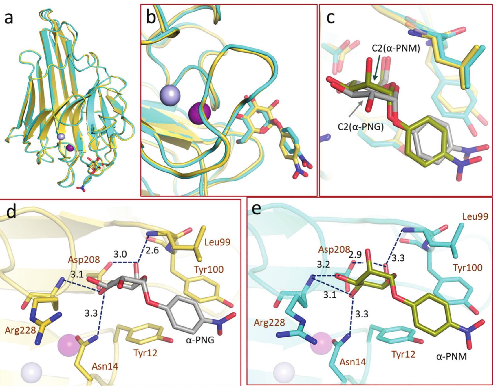 Structures of cona—4’-nitrophenyl-a-p-glucopyranoside