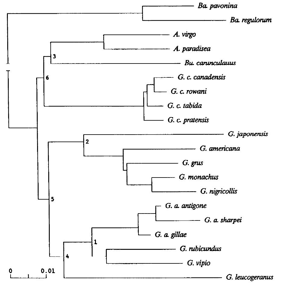 (PDF) Molecular divergence and phylogeny: rates and patterns of ...