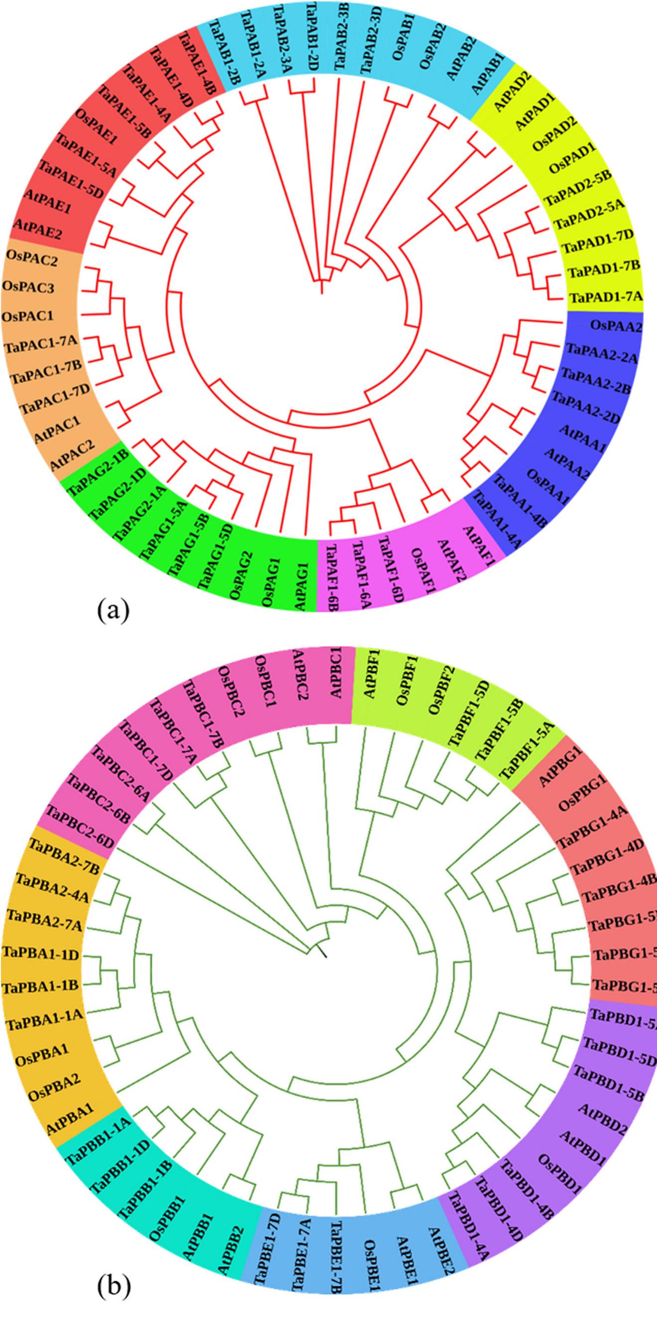 Synteny and collinearity map showing relationship of