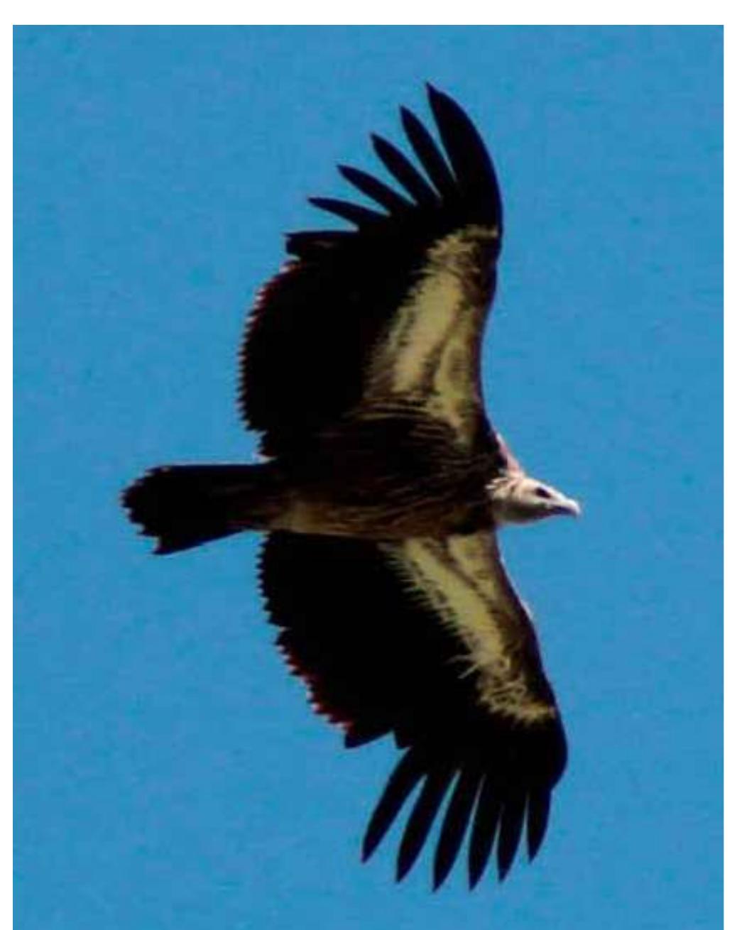 Fig. 3: Himalayan Vulture (gyps himalayensis) in Saimaluu-Tash 2. 