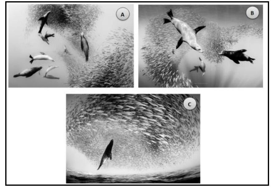 (PDF) Sea Lion Optimization Algorithm