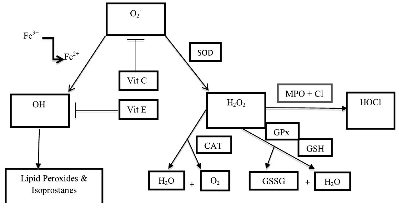 Gpx O2 (PDF) Reactive Oxygen and Nitrogen Species