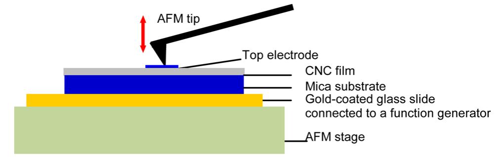 Schematic illustration of the afm system used to measure the