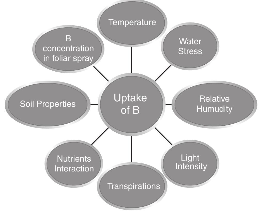 (PDF) Boron fertilization and crop production in India: A review