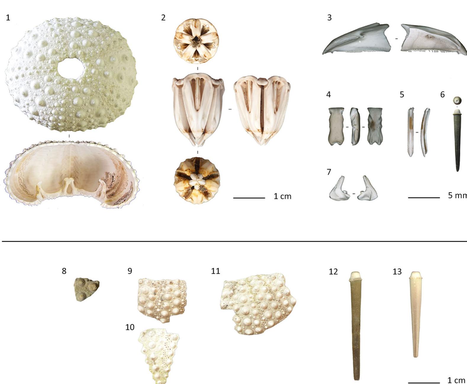 1-7. reference anatomical elements of the burrowing urchin,