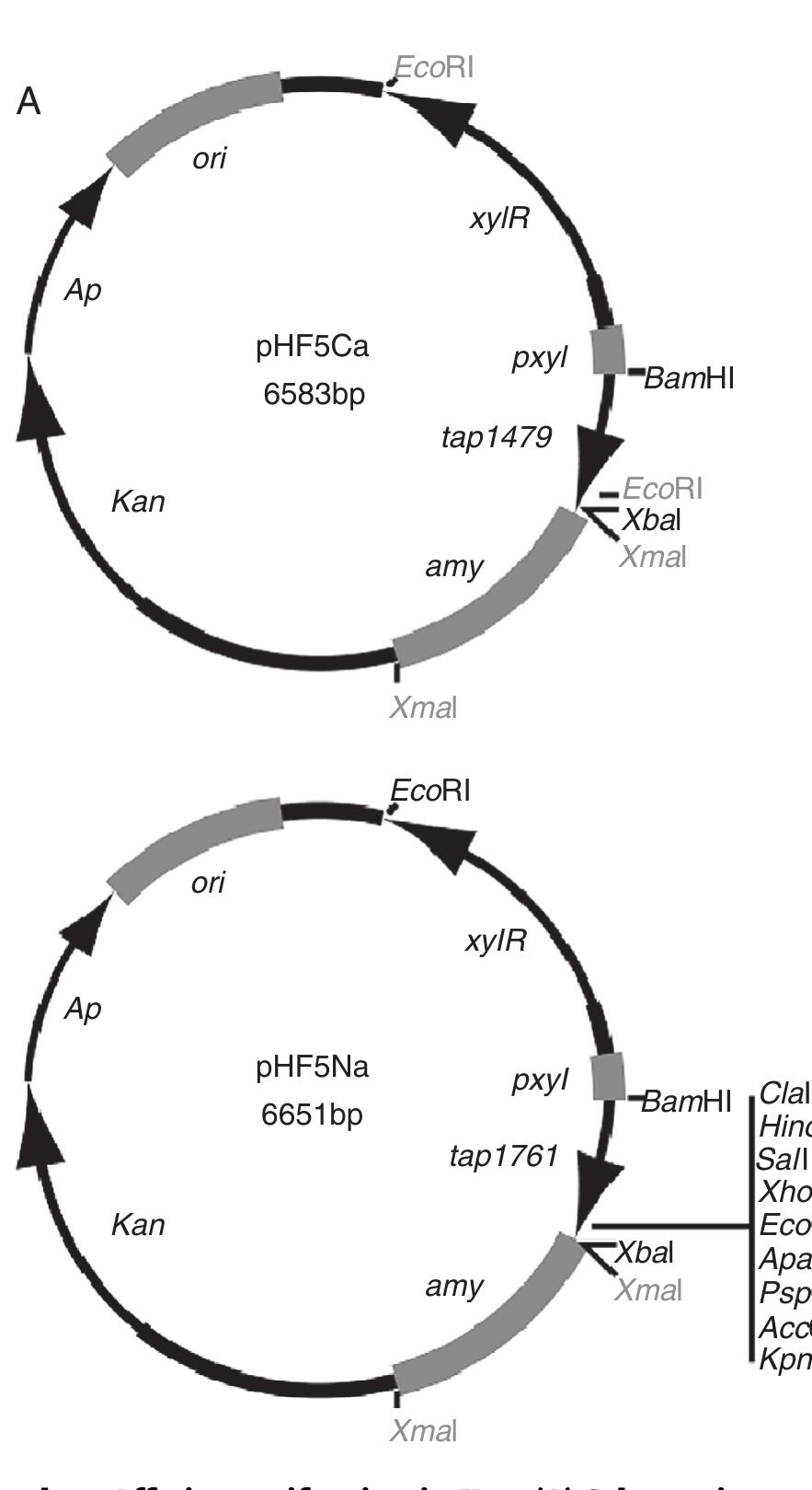 (PDF) A protein expression system for tandem affinity purification in ...