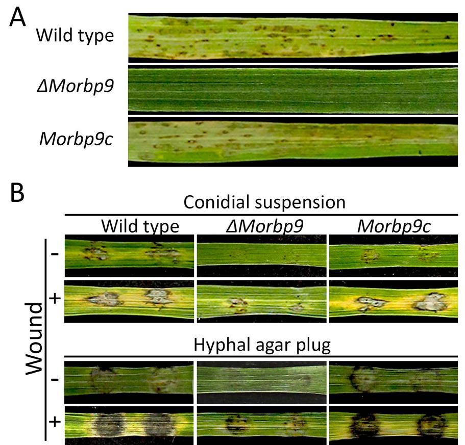 (PDF) MoRBP9 Encoding a Ran-Binding Protein Microtubule-Organizing ...