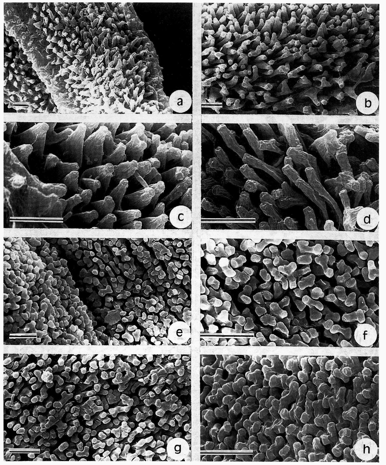 Torula Microscope (PDF) The taxonomic status of Tortula muralis var. baetica (Musci ...