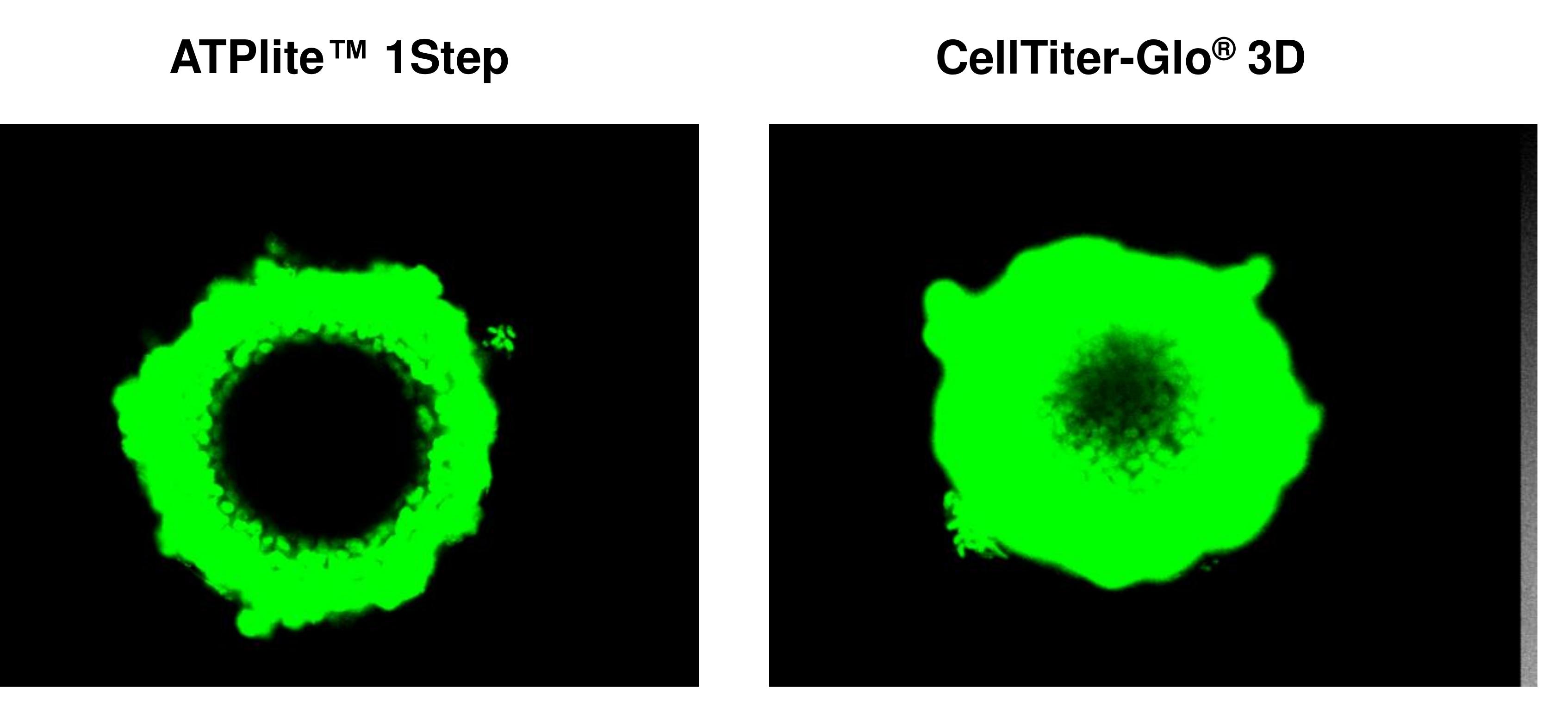 (PDF) Validation of in vitro assays to measure cytotoxicity in 3D cell ...