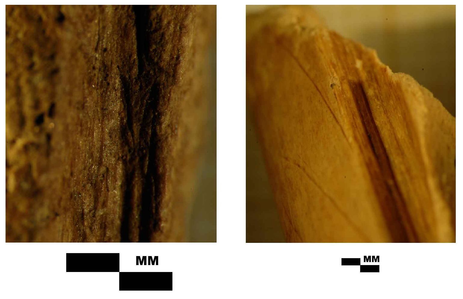 Bone Rods Figure 34 - Archaic Bone Tools in the St. Johns River Basin,