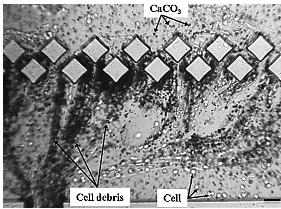 (PDF) Microfluidic encapsulation of cells in alginate particles via an ...